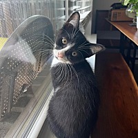 adopt a pet