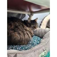 adopt-pet