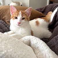 adopt-pet