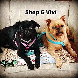 Thumbnail photo of VIVI - Adopted #1