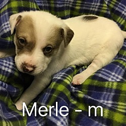 Thumbnail photo of Merle #2
