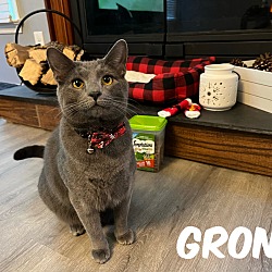 Photo of Gronk