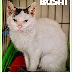 Photo of Bushi (FCID# 03/21/2024 - 41)