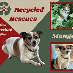 Photo of Mango (Recycle)