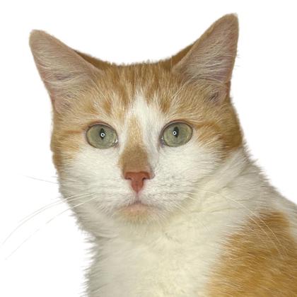 Photo of Elizabeth - RADICAL CAT LIBRARY