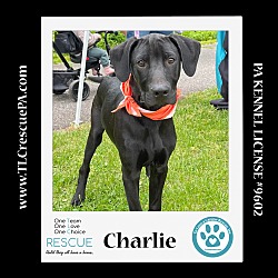 Thumbnail photo of Charlie (Party of Five pups) 040624 #1