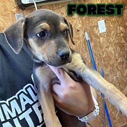 Thumbnail photo of Forest/ ADOPTED #2