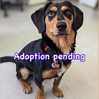 adopt a pet