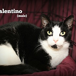Thumbnail photo of Valentino #1