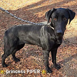 Thumbnail photo of Princess Piper #4