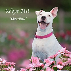 Photo of Merrilou
