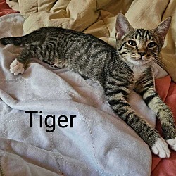 Thumbnail photo of Tiger #4