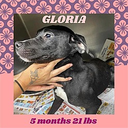 Thumbnail photo of GLORIA #2