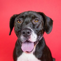 Photo of Goofball Dexter