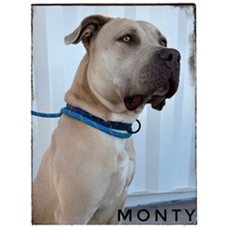 Photo of MONTY