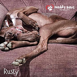 Thumbnail photo of Rusty (Courtesy Post) #3