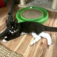 adopt a pet
