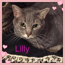 Thumbnail photo of LILLY #1