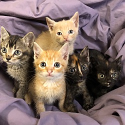 Photo of Drain Pipe 5 Kittens