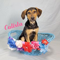 Photo of Calista