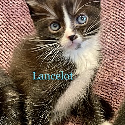 Photo of Lancelot