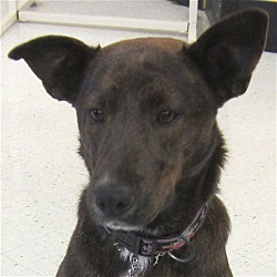 Photo of Ellie**ADOPTED**
