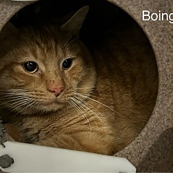 Photo of Boing *working Cat*