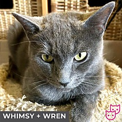 Thumbnail photo of Whimsy (bonded with Wren) #2