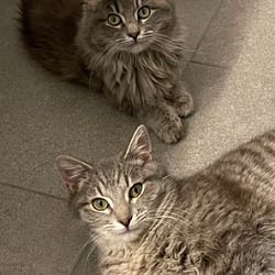 Photo of Fluff and Tabby Mac (bonded siblings)