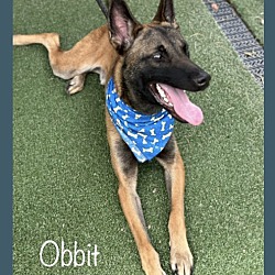 Thumbnail photo of OBBIT #4