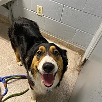 adopt a pet