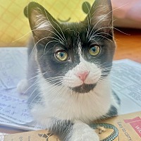 adopt a pet