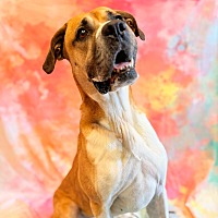 adopt a pet