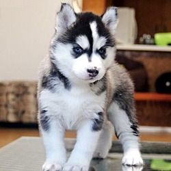 Photo of Husky pups