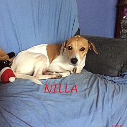 Thumbnail photo of NILLA #1