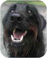 irish wolfhound labradoodle