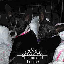 Thumbnail photo of Louise bonded with Thelma #1