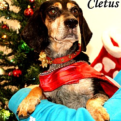 Thumbnail photo of Cletus ~ meet me! #1