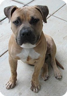 american staffordshire terrier bullmastiff mix