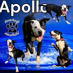 Thumbnail photo of Apollo #3