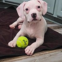 adopt a pet