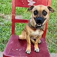 adopt a pet