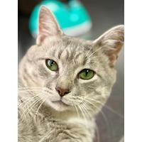 adopt-pet