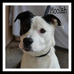 Thumbnail photo of Moolah #1