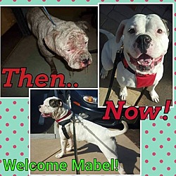 Thumbnail photo of Mabel #1