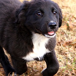 Thumbnail photo of Destiny~adopted! #4