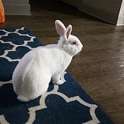Thumbnail photo of Aries #2
