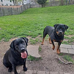 Photo of Maggie(Rottweiler) AND Ellie(black lab)