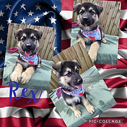 Photo of Rex