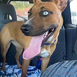Thumbnail photo of Skylar #blue eyed pup #2